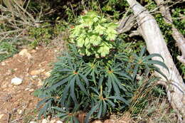 Image of Stinking Hellebore