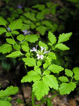 Image of Cardamine chelidonia L.