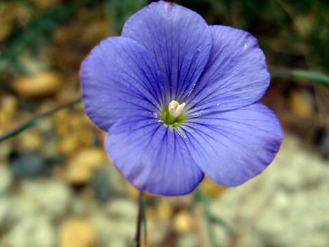 Image of Blue flax