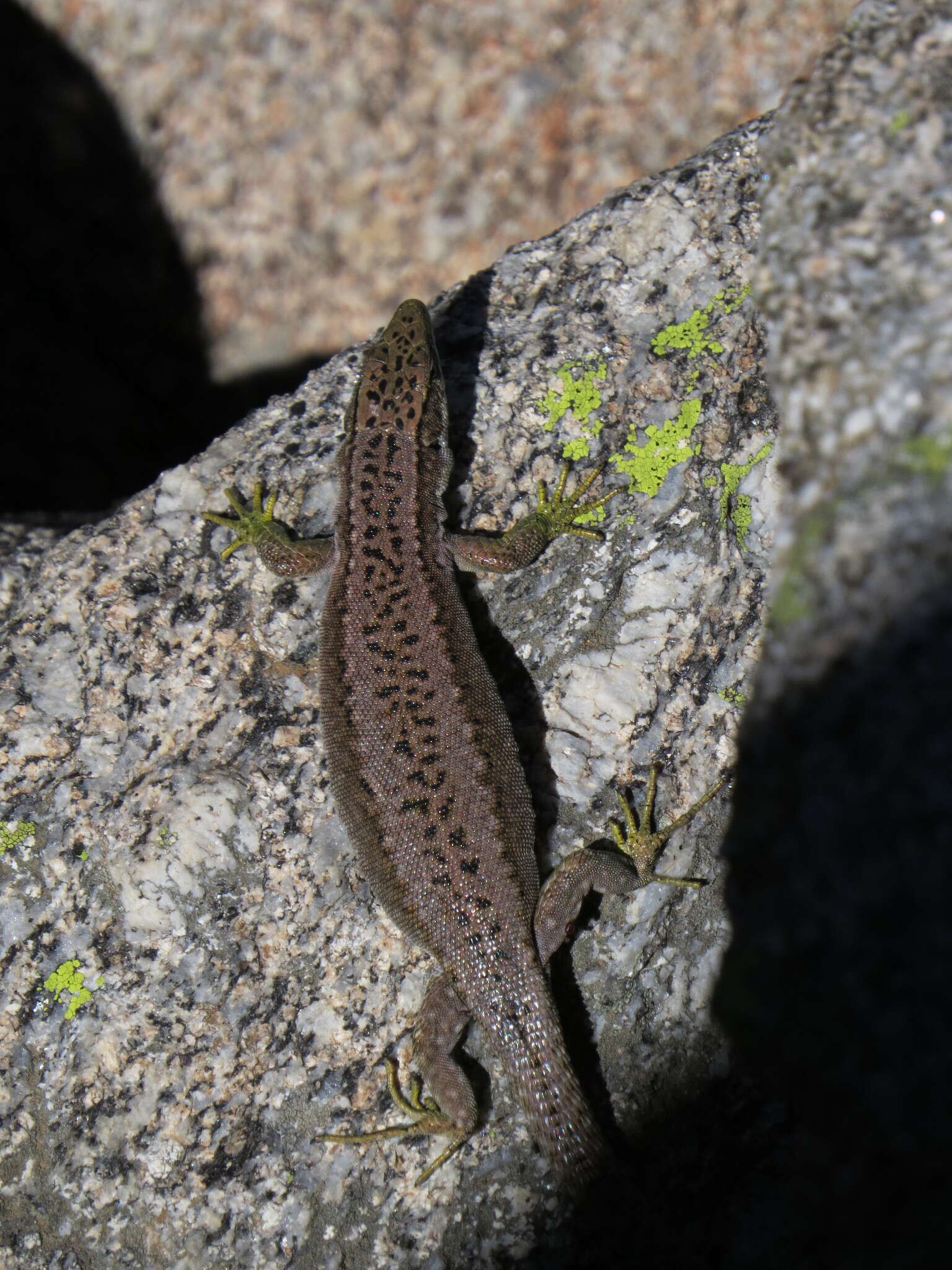 Image of Carpetane rock lizard