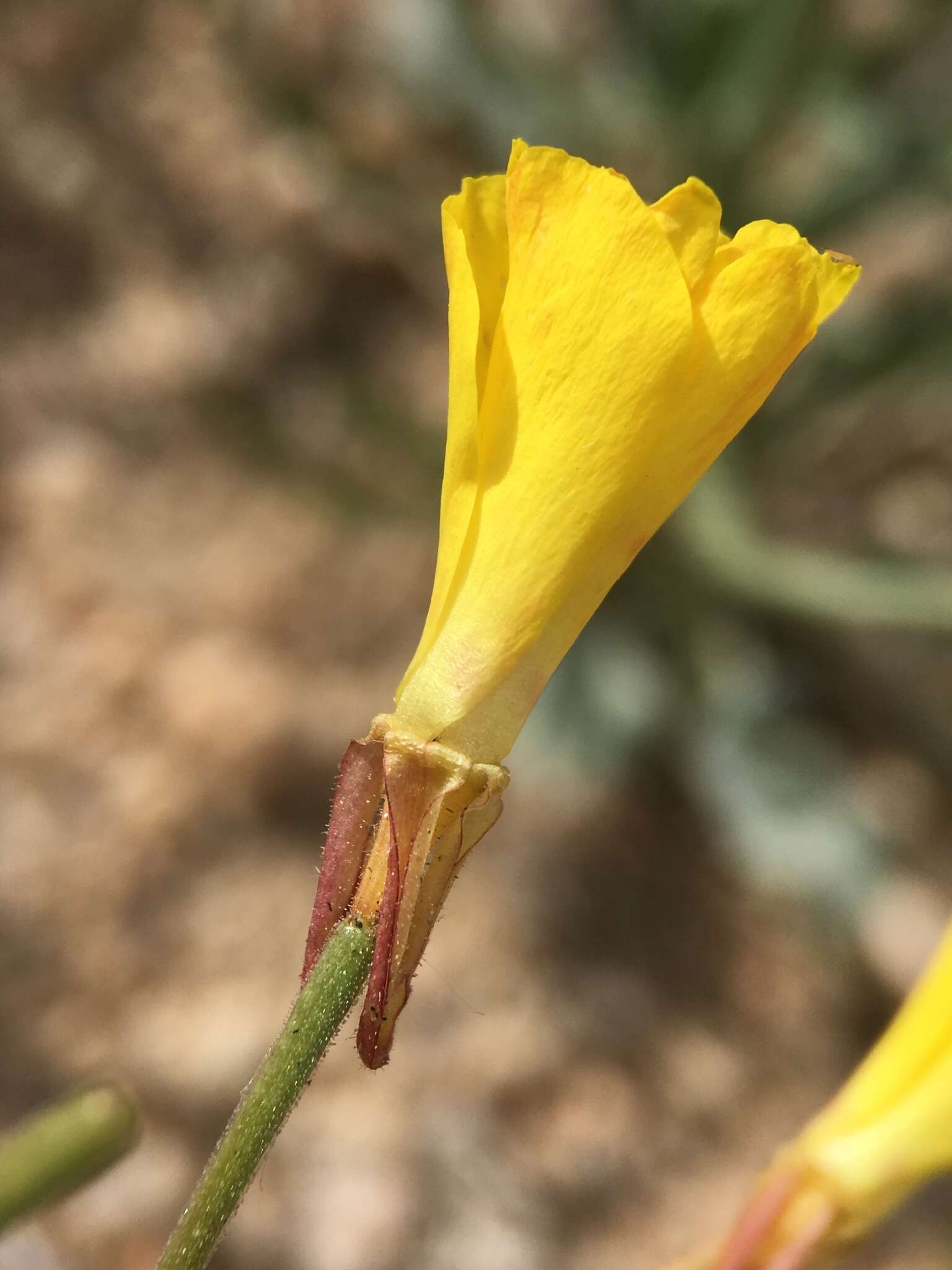 Image of Camissonia kernensis subsp. kernensis