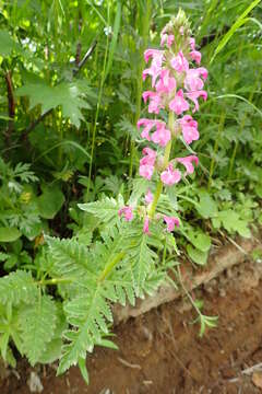 Слика од Pedicularis chamissonis Stev.