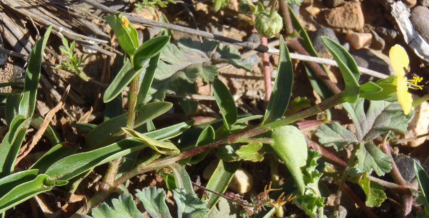 Image of Commelina africana subsp. africana