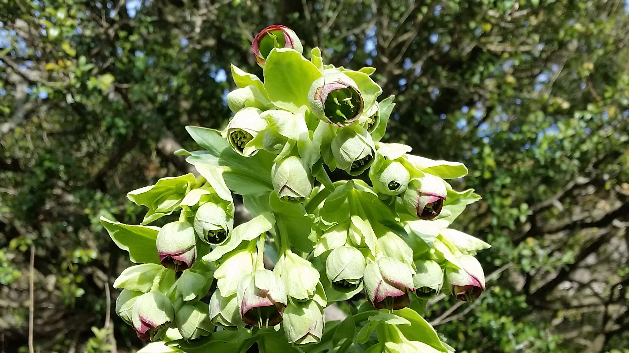 Image of Stinking Hellebore