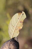 Image de Salix atrocinerea Brot.