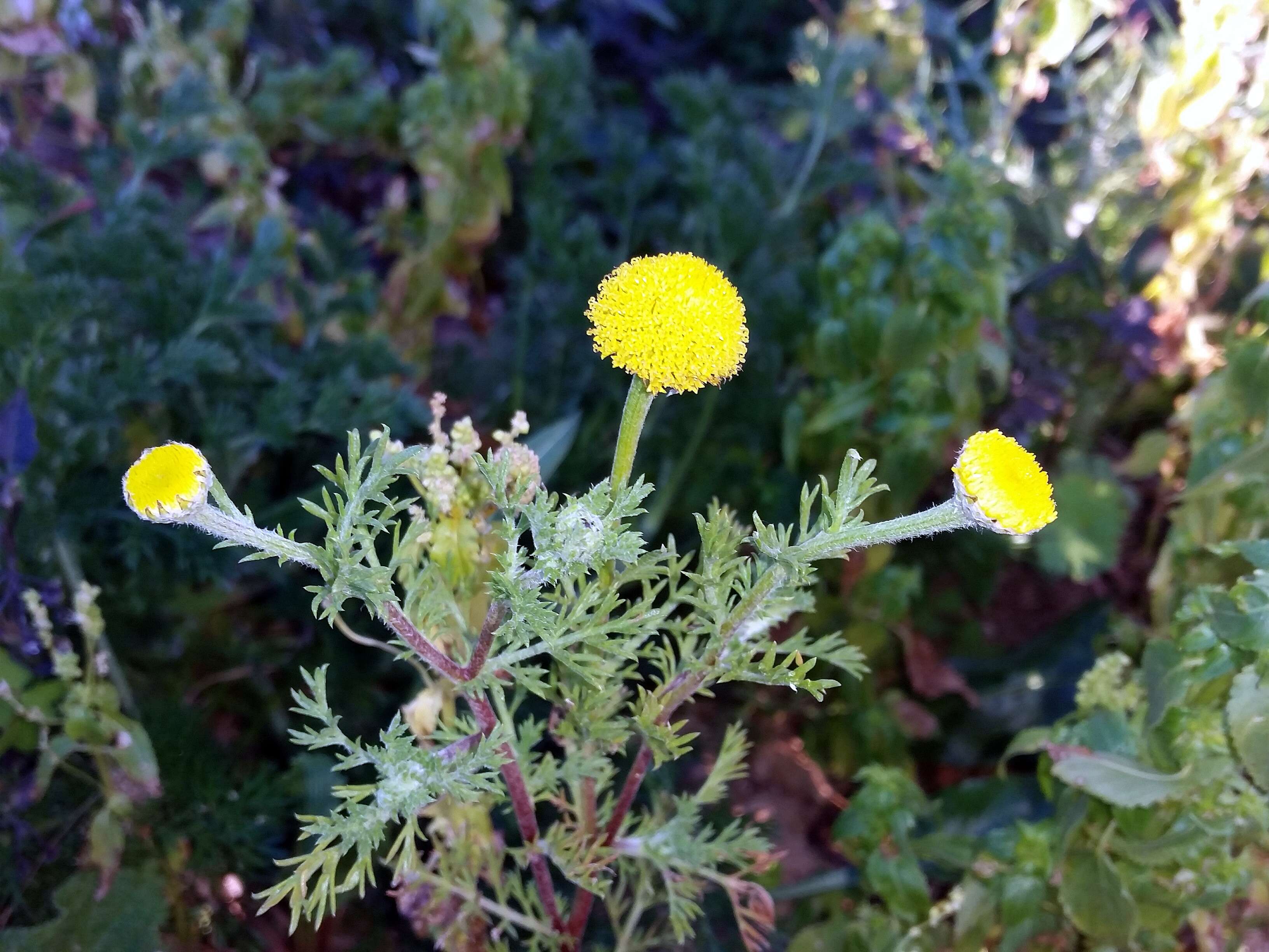 Image of Anacyclus valentinus L.