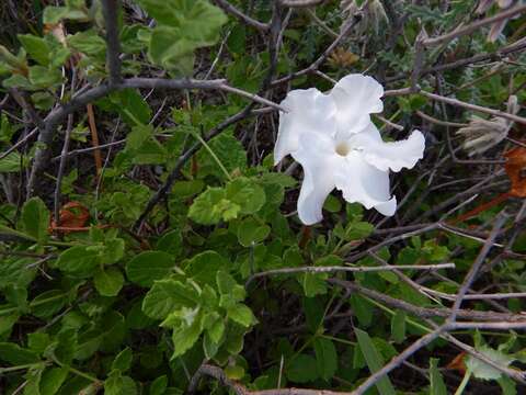 Image of plateau rocktrumpet