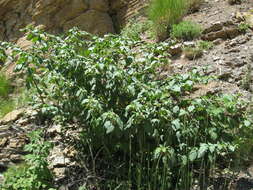 Image of Deadly Nightshade