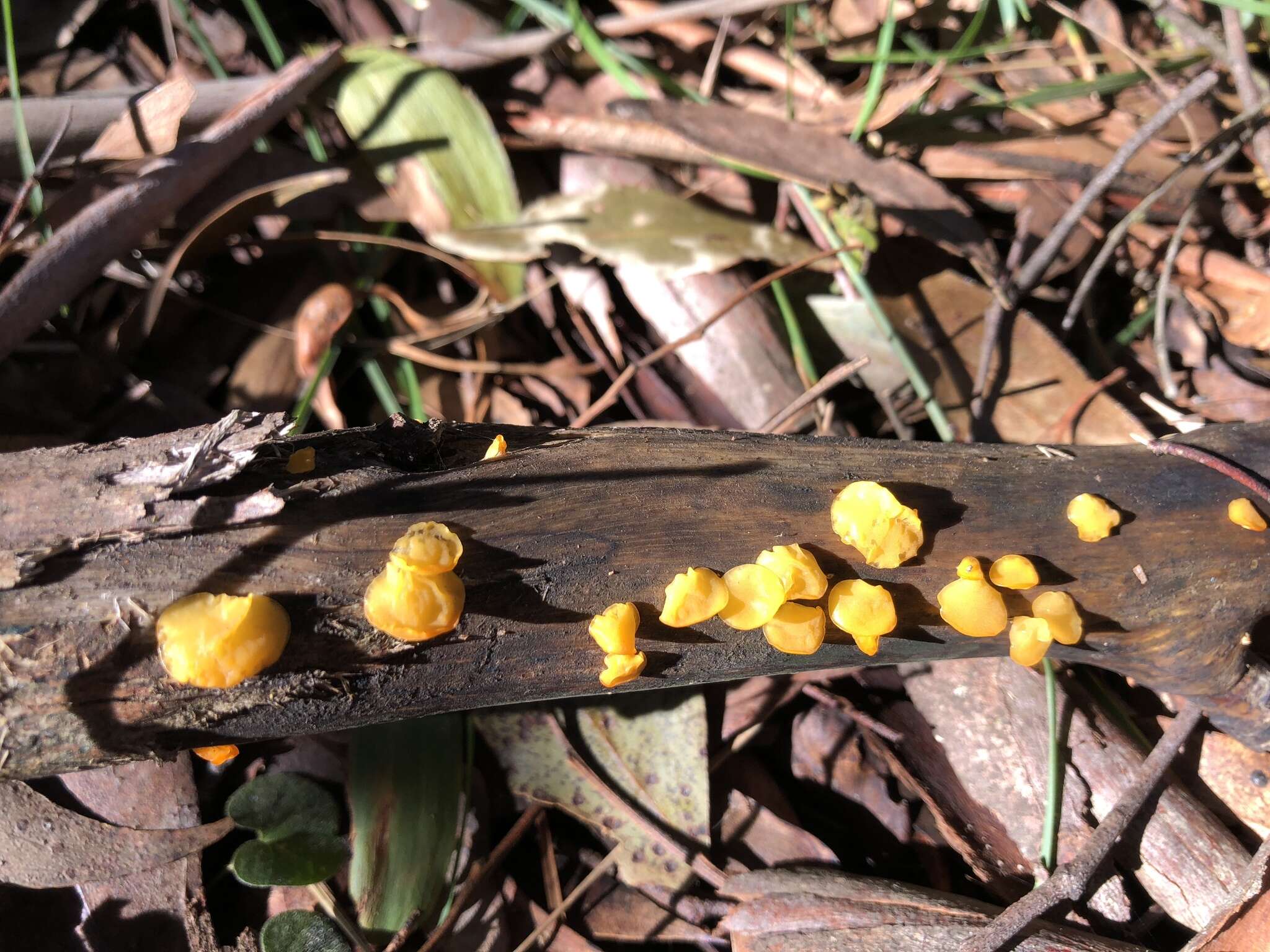 Image of Heterotextus peziziformis (Berk.) Lloyd 1922