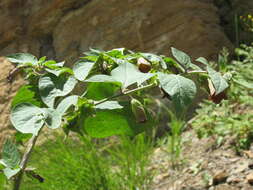 Image of Deadly Nightshade