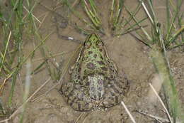 Image of Cretan Frog