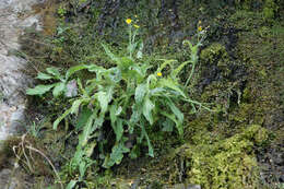 Imagem de Sonchus kirkii B. G. Hamlin