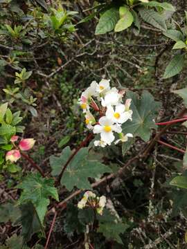 Imagem de Begonia acerifolia Kunth