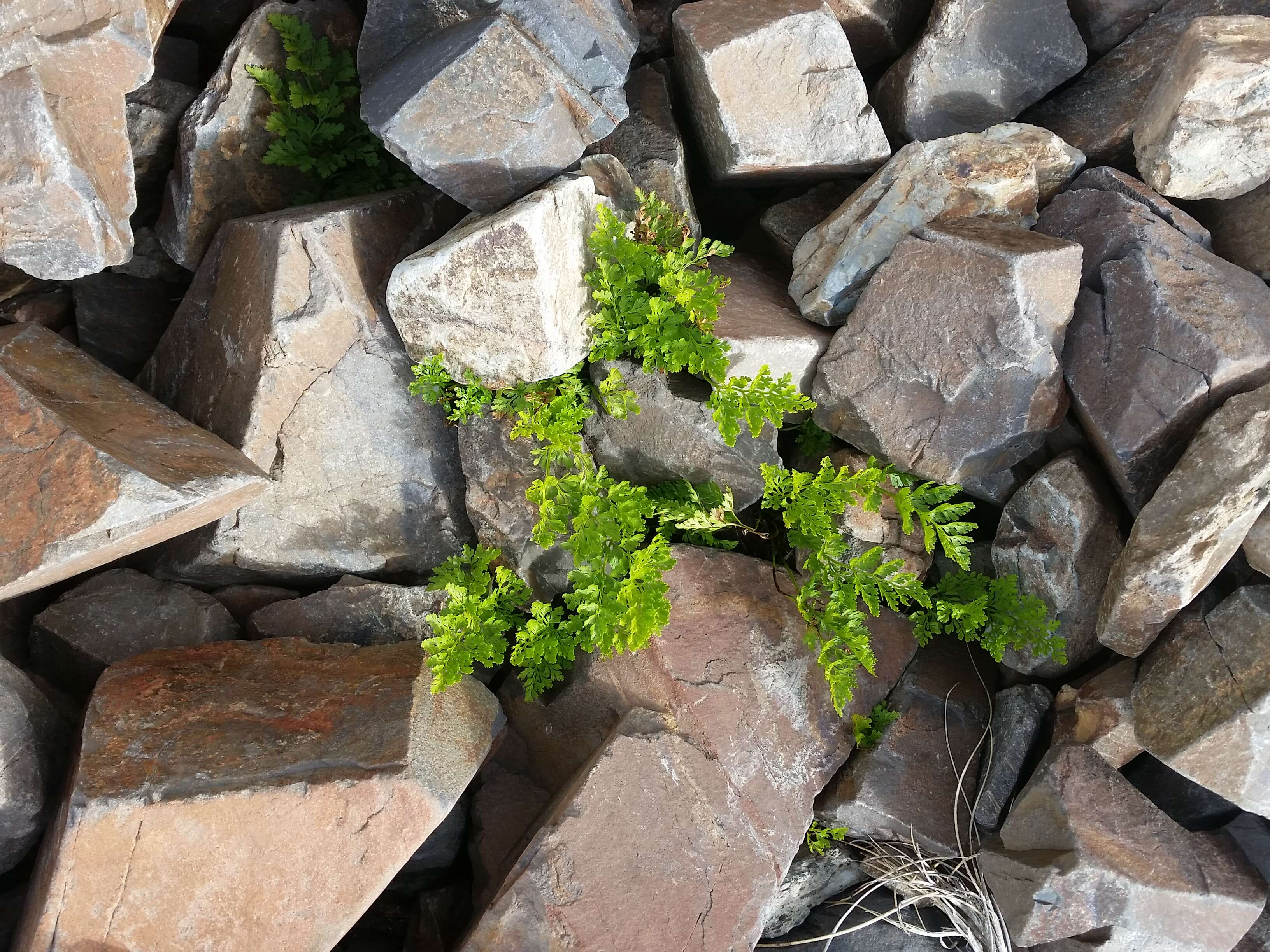 Image of parsley fern