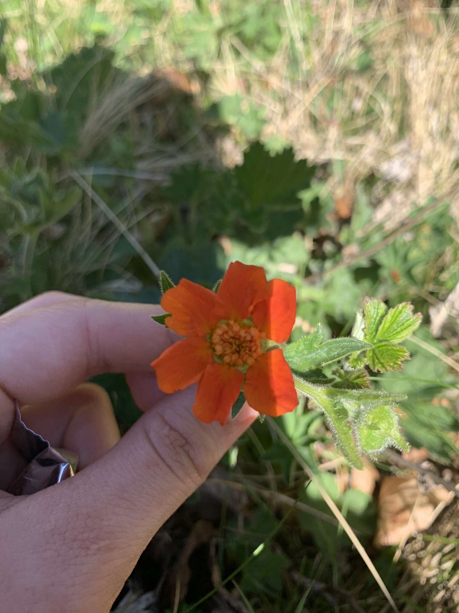 Image of Geum coccineum Sibth. & Sm.