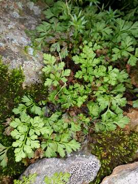 Image de Cryptogramma crispa (L.) R. Br. ex Hook.