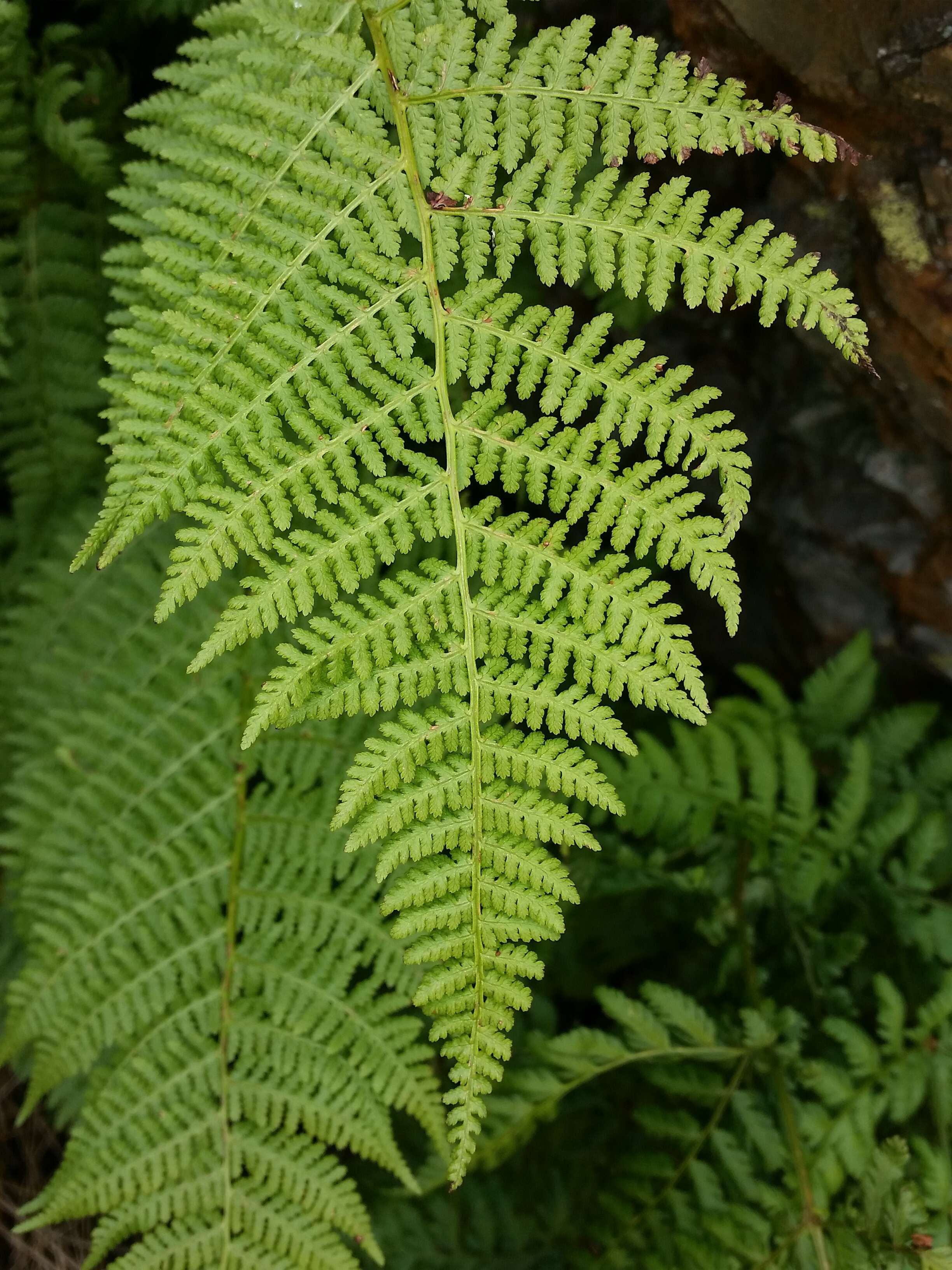 Imagem de Dryopteris expansa (C. Presl) Fraser-Jenk. & Jermy