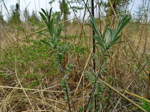 صورة Salix candida Flüggé ex Willd.