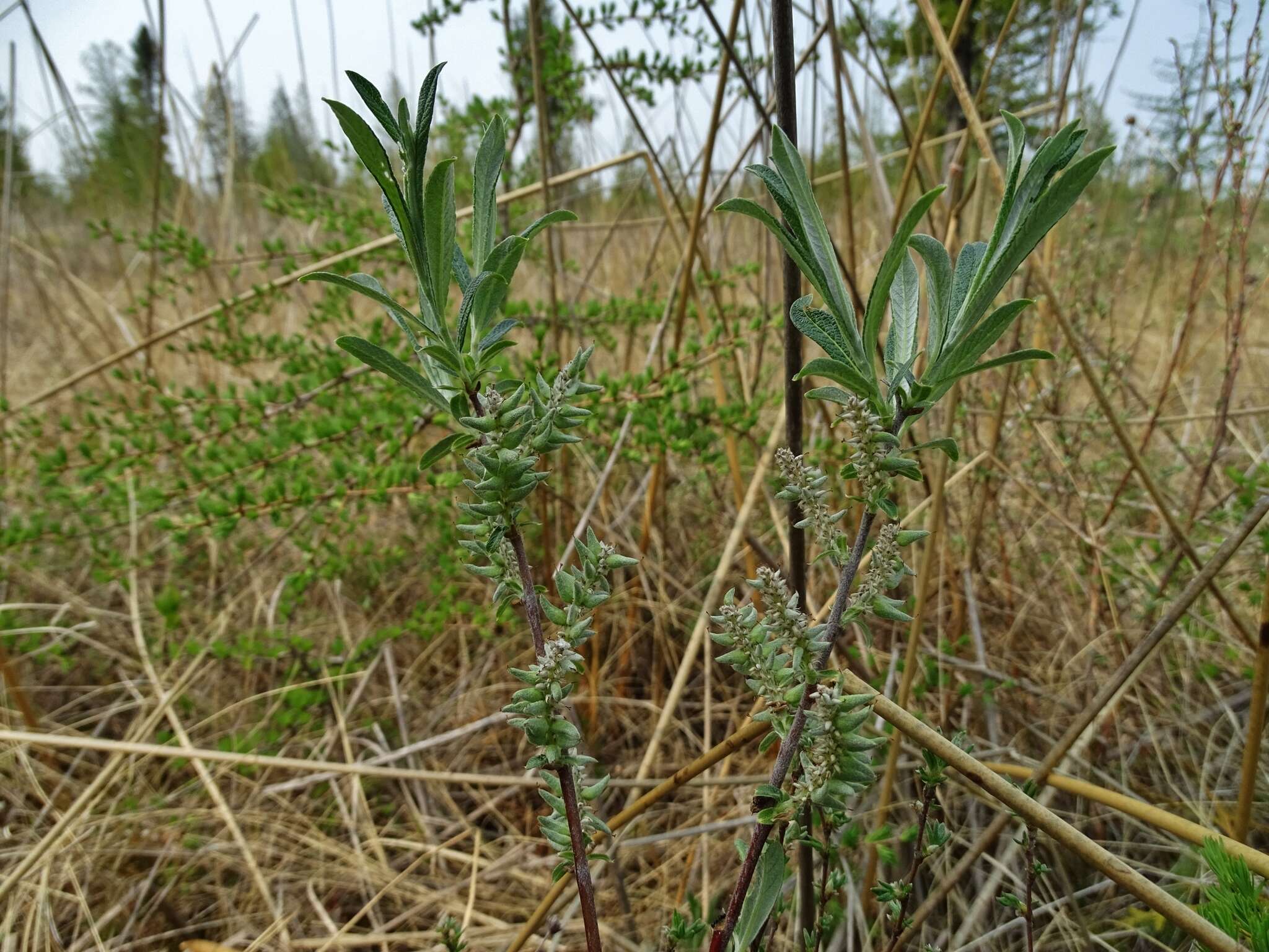 Image of sageleaf willow