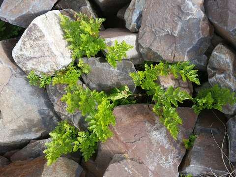 Image de Cryptogramma crispa (L.) R. Br. ex Hook.