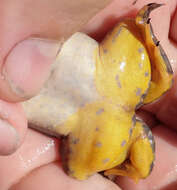 Image of Muller's clawed frog