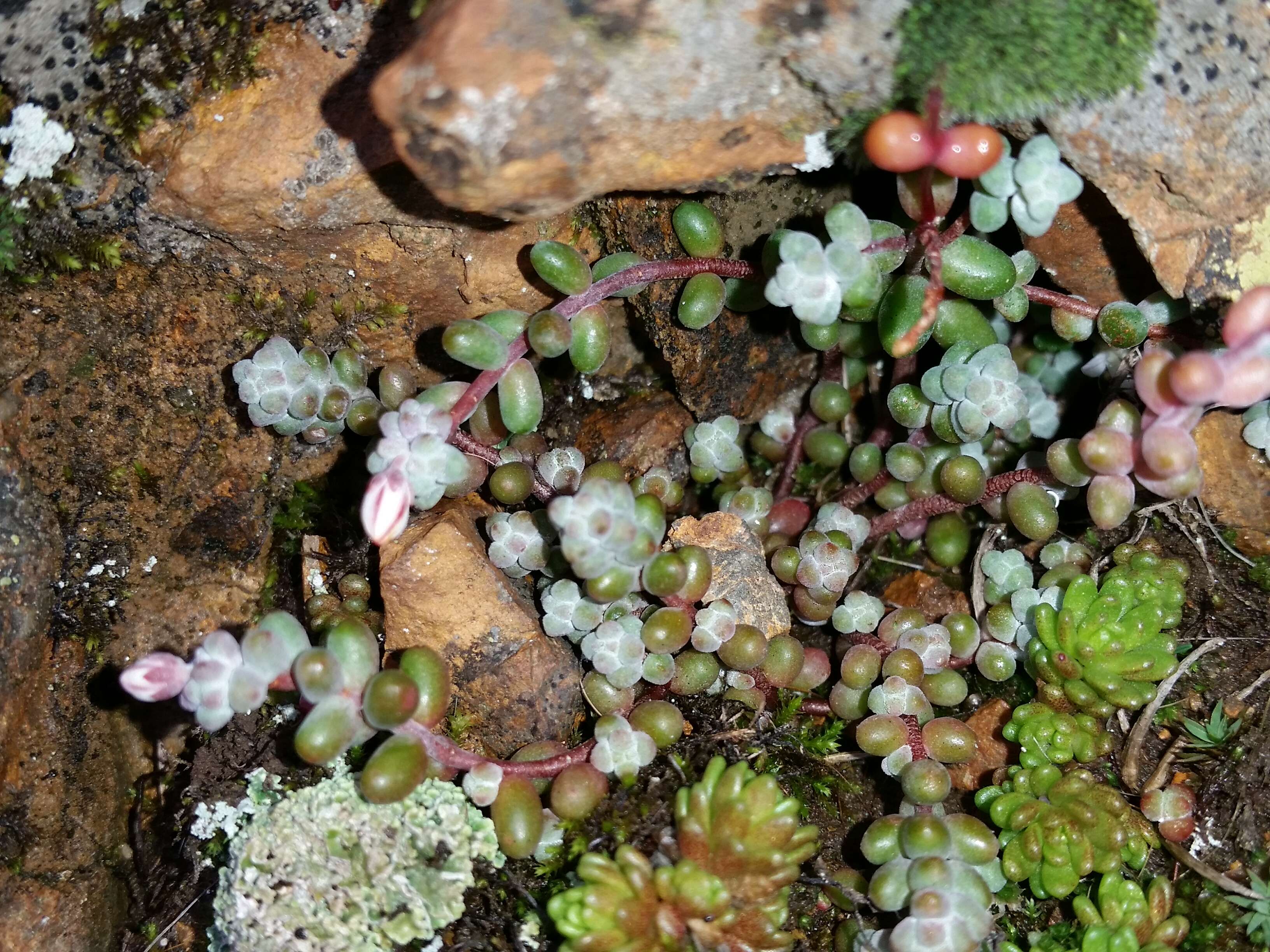 Image of Sedum brevifolium DC.