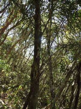 Image of Chamaedorea glaucifolia H. Wendl.