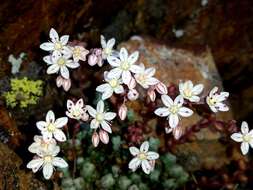 Image of Sedum brevifolium DC.