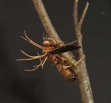 Image of Ophiocordyceps humbertii (C. P. Robin) G. H. Sung, J. M. Sung, Hywel-Jones & Spatafora 2007