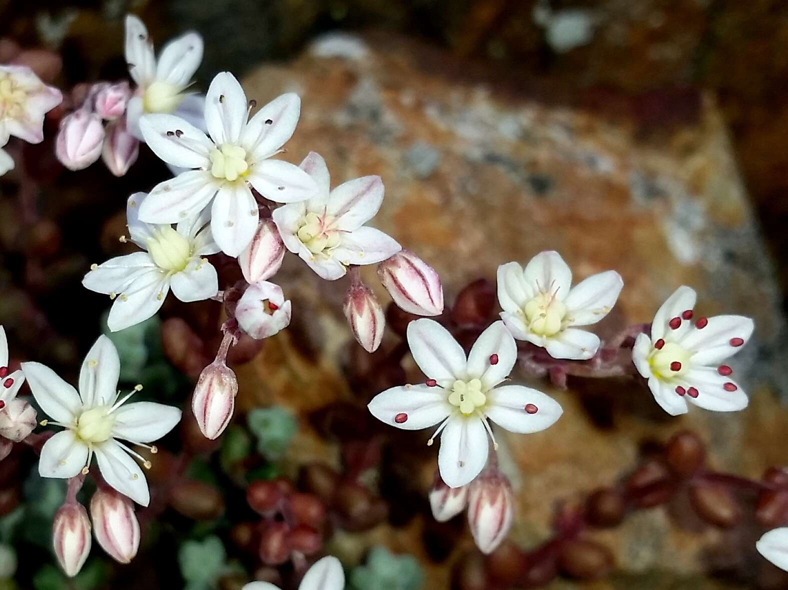 Image of Sedum brevifolium DC.