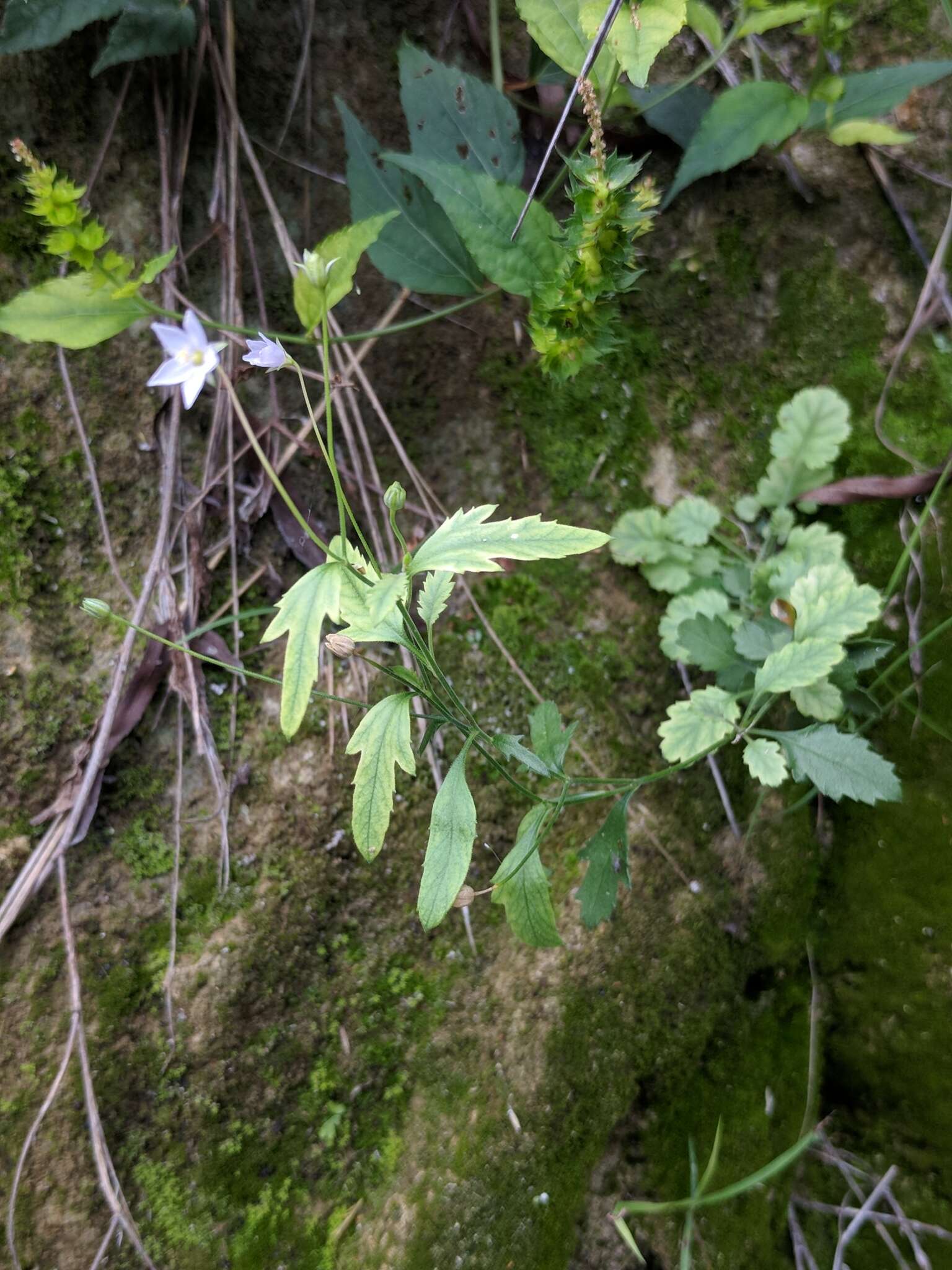 Image of splitleaf gilia