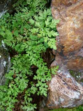 Image de Cryptogramma crispa (L.) R. Br. ex Hook.