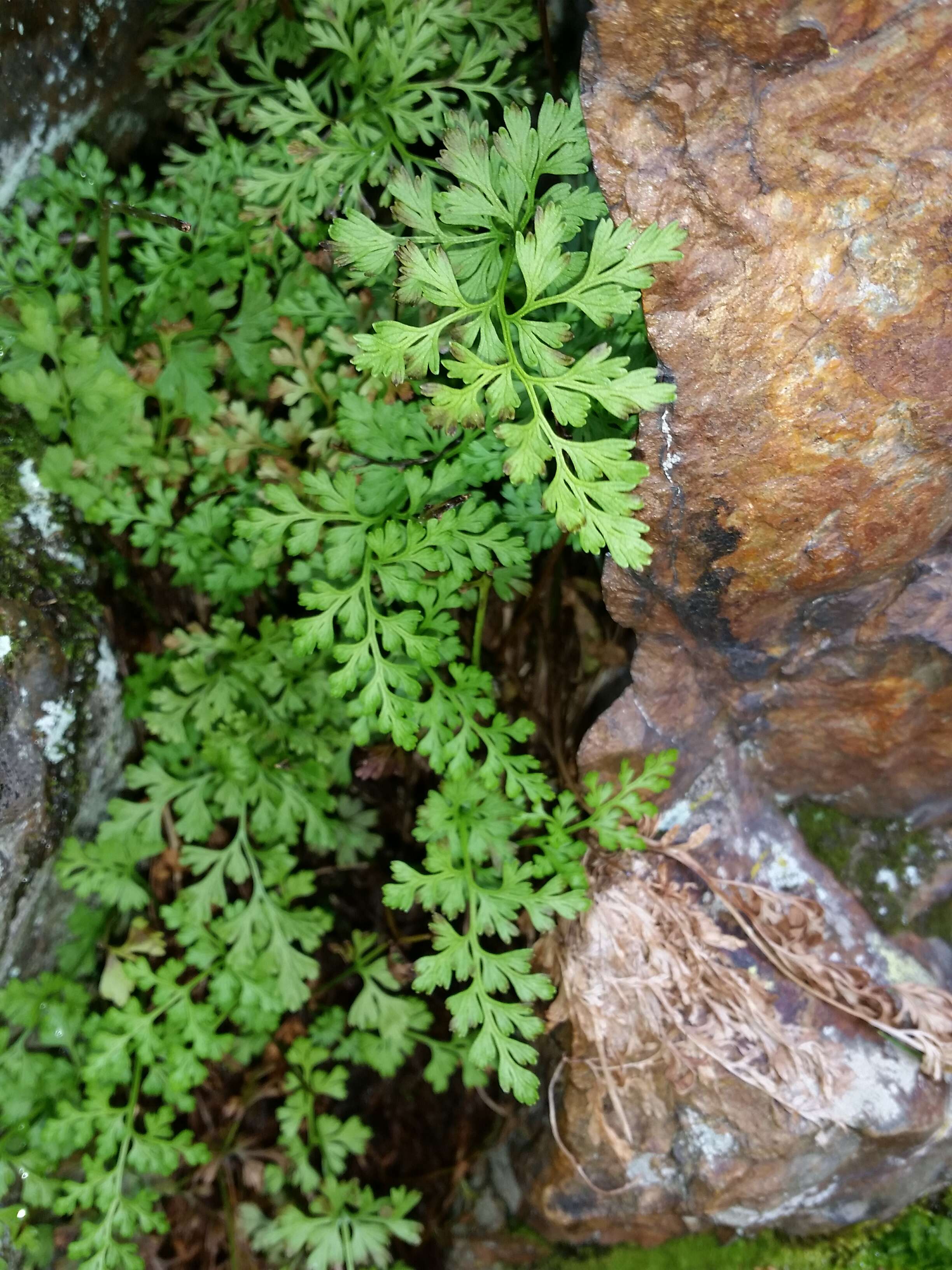 Image of parsley fern
