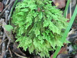 Image of Lopidium