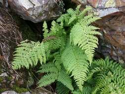 Imagem de Dryopteris expansa (C. Presl) Fraser-Jenk. & Jermy