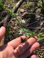 Imagem de Stachys natalensis var. natalensis