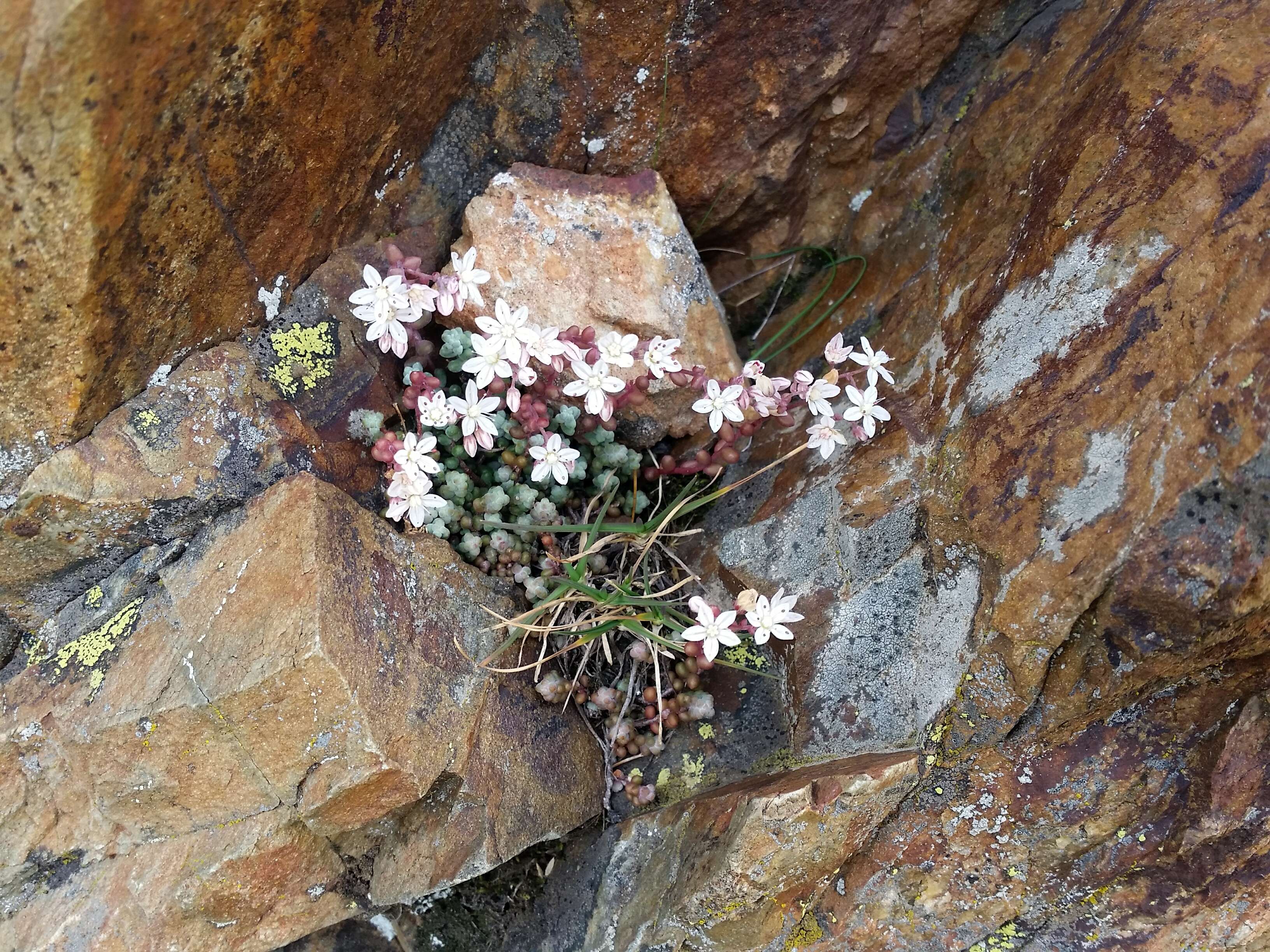 Image of Sedum brevifolium DC.