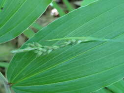 Image of pubescent sedge