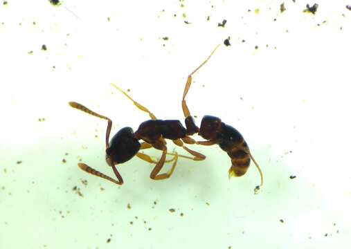 Image of Ant