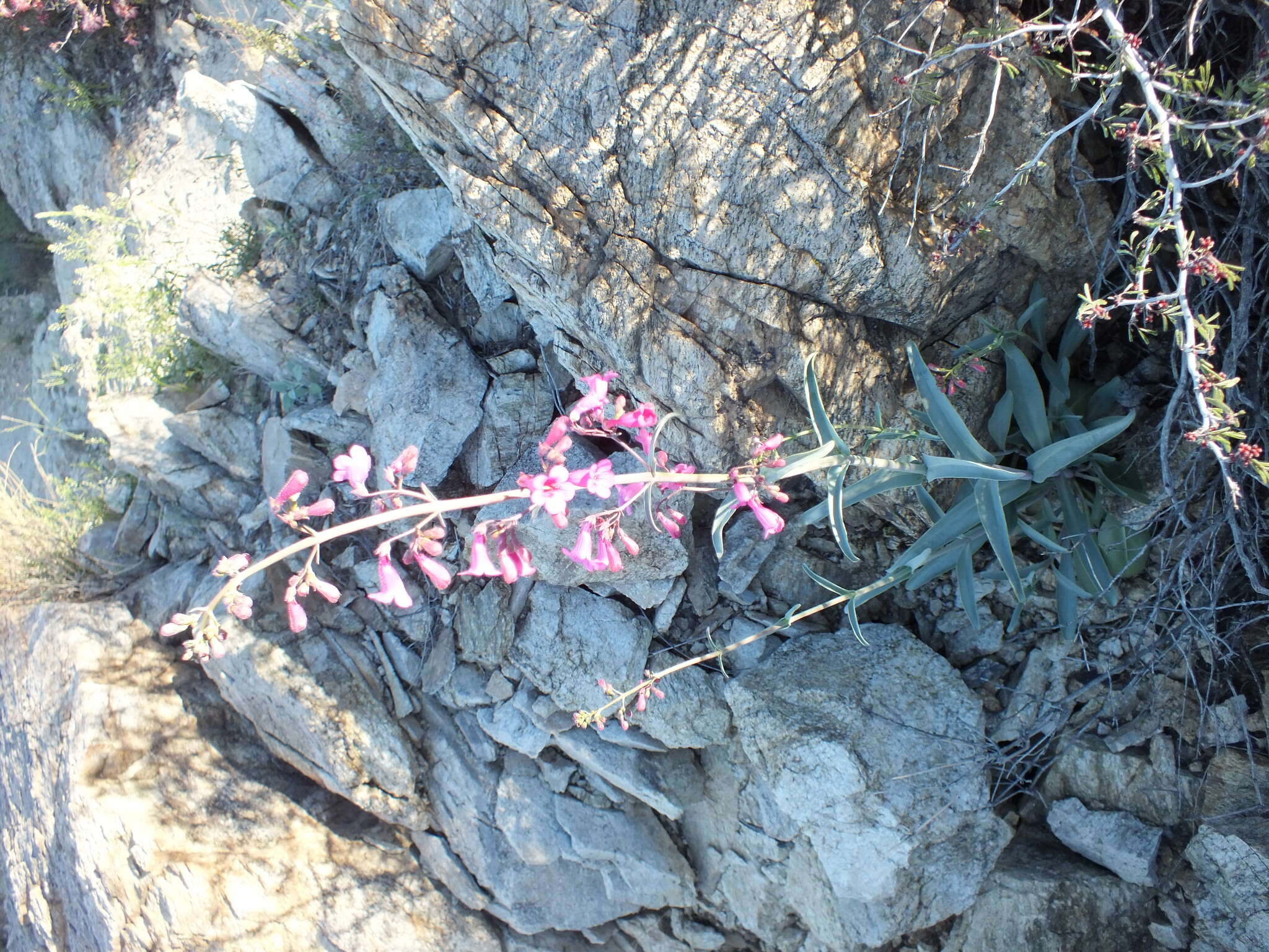 Слика од Penstemon parryi A. Gray