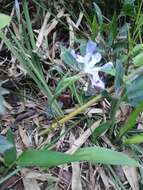 Image of Iris speculatrix Hance