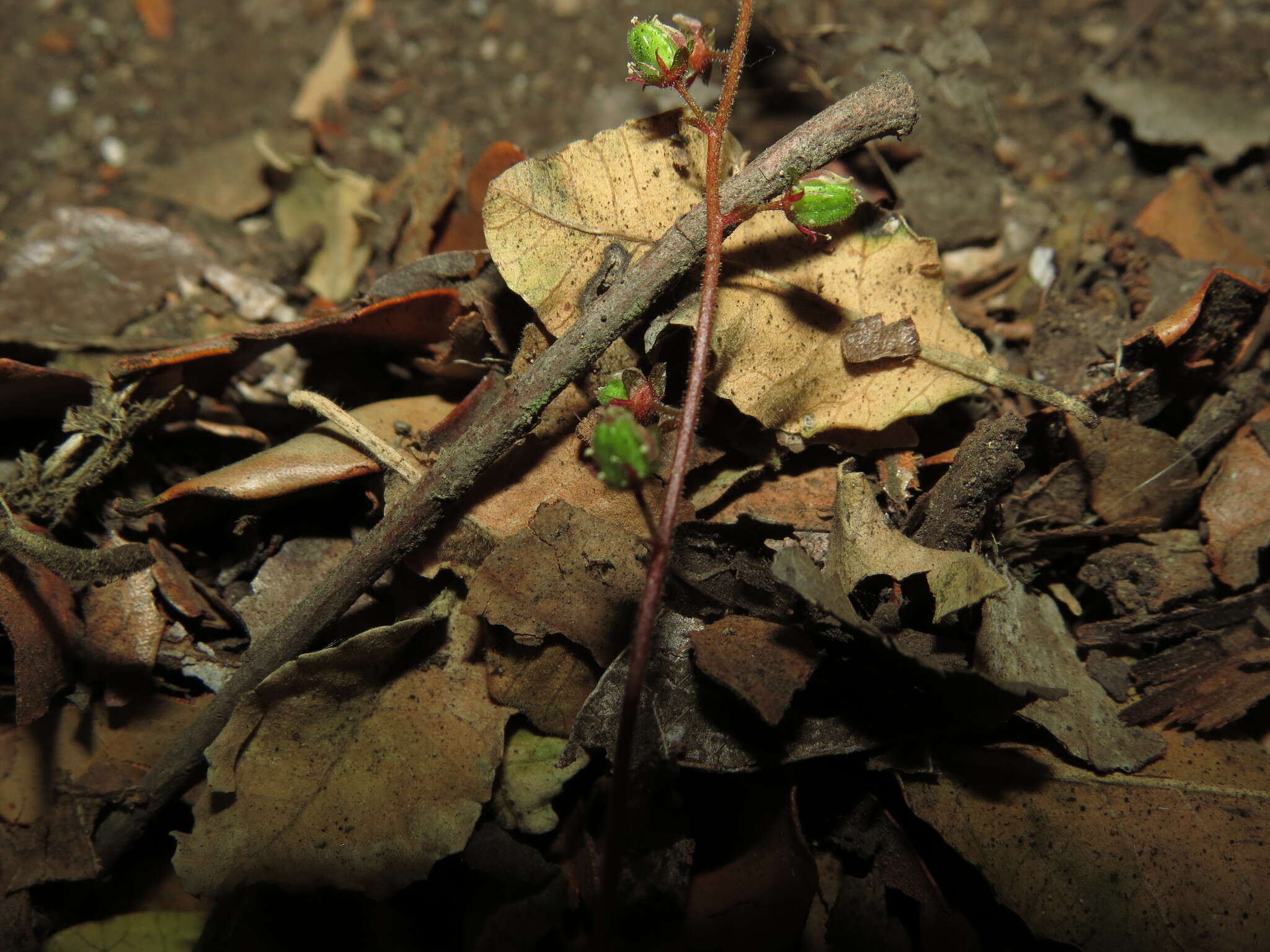 Image of Tetilla hydrocotylifolia DC.