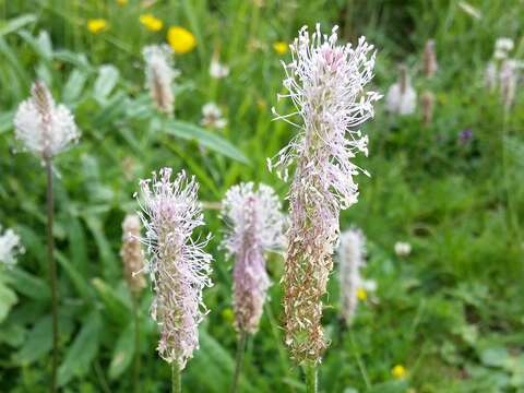 Image of Hoary Plantain