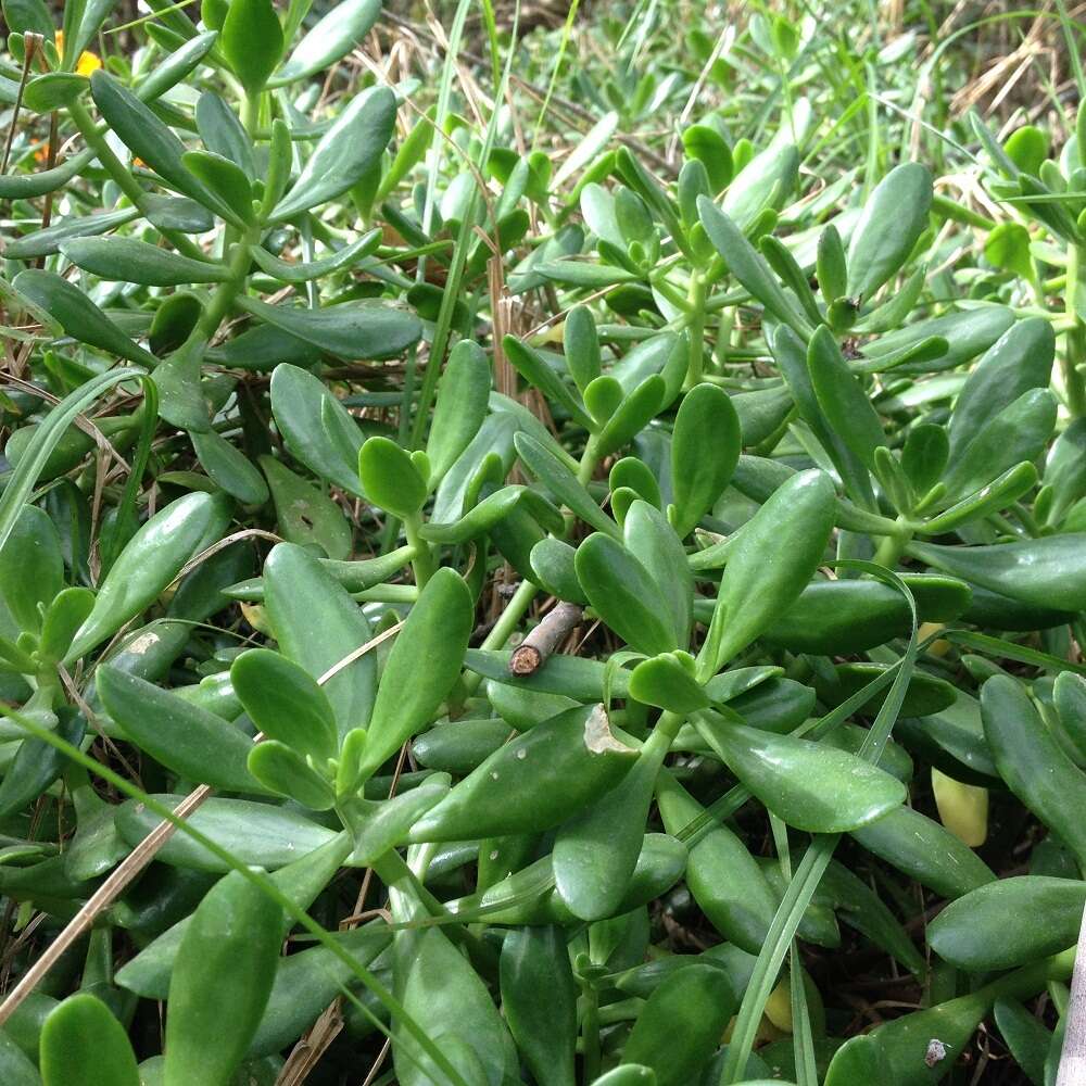 Image of tree stonecrop