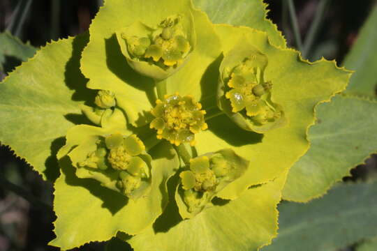 Image of serrate spurge