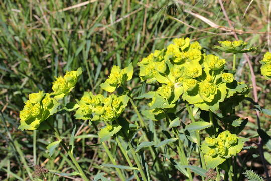 Image of serrate spurge