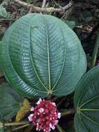 Image of Tococa platyphylla Benth.