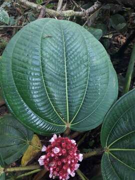 Image of Tococa platyphylla Benth.