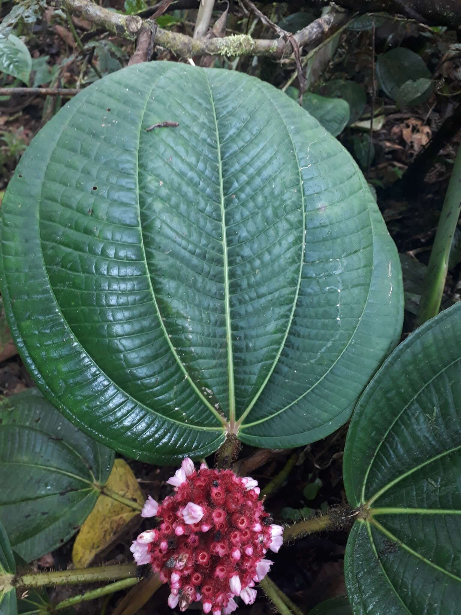 Tococa platyphylla Benth.的圖片