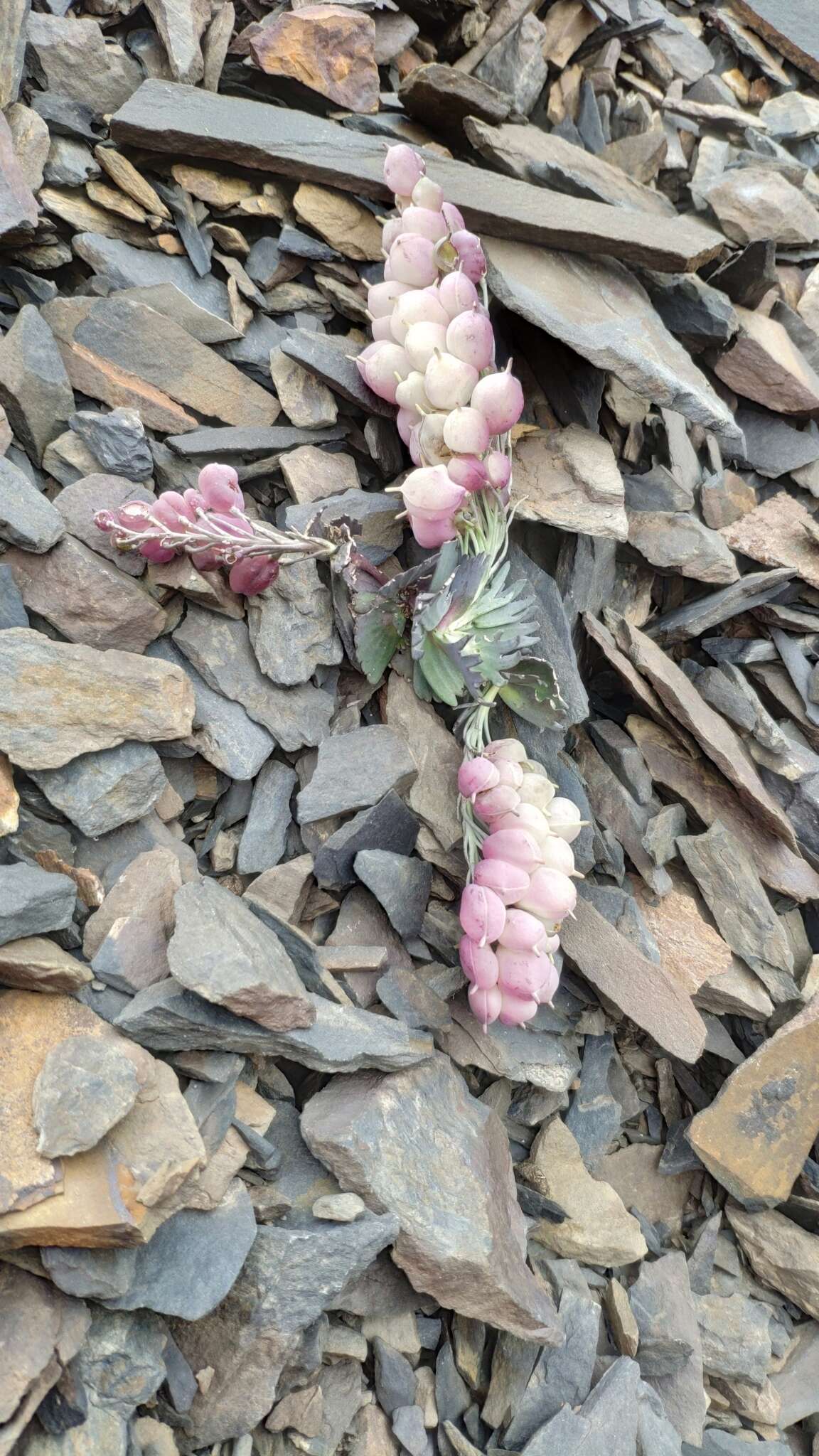 Pseudovesicaria digitata (C. A. Mey.) Rupr. resmi